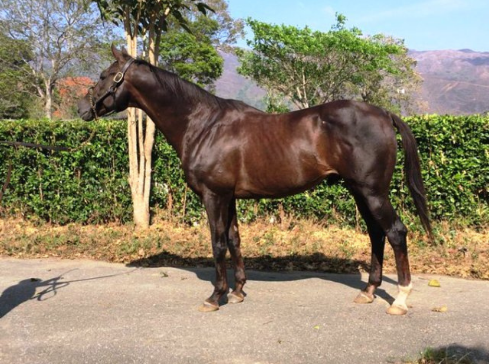 Ocho nuevos importados a brillar en nuestro hipismo