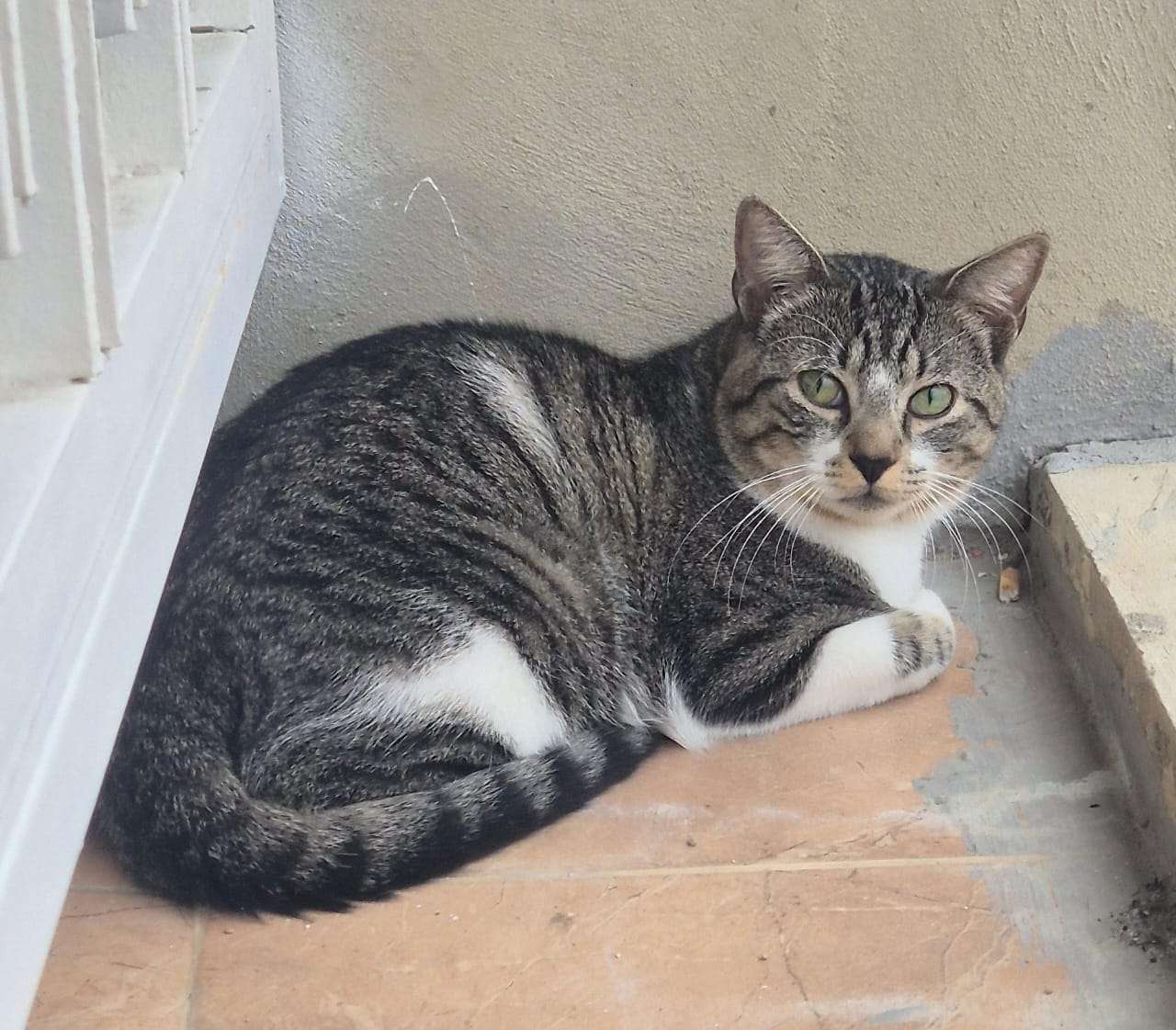 Cartelera de adopciones