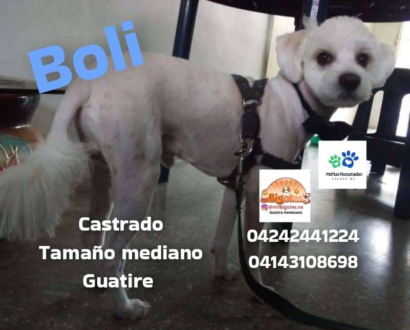 Cartelera de adopciones