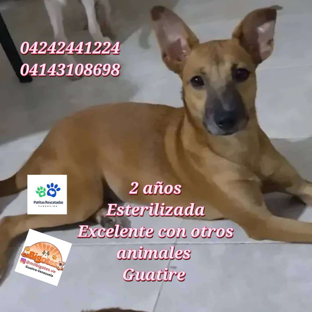 Cartelera de adopciones