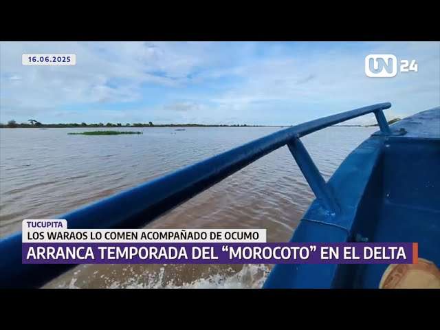 Arranca temporada del morocoto, pescado típico del Delta Amacuro