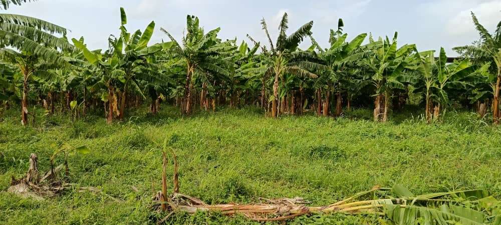Monagas cosecha variedad de cambures
