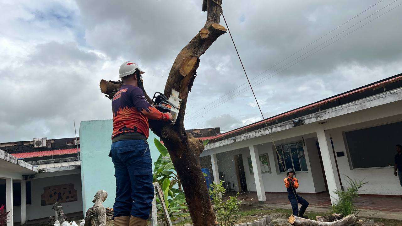 Inician inspección de árboles en situación de riesgo en Maturín