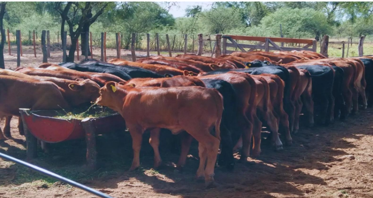 Más Allá de la Lluvia: Estrategias Cruciales para el Manejo de la Alimentación Ganadera en Tiempos de Sequía