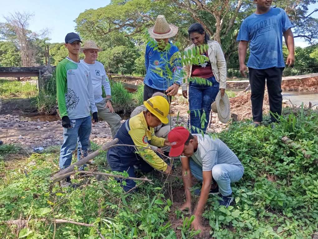 Plantan más de 500 árboles en zonas afectadas por incendios en Sierra de Perijá