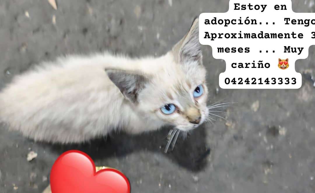 Cartelera de adopciones