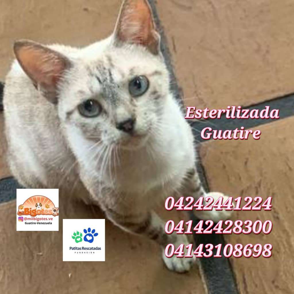 Cartelera de adopciones - Últimas Noticias