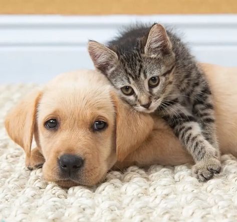 Perros y gatos pueden sufrir inmudeficiencias