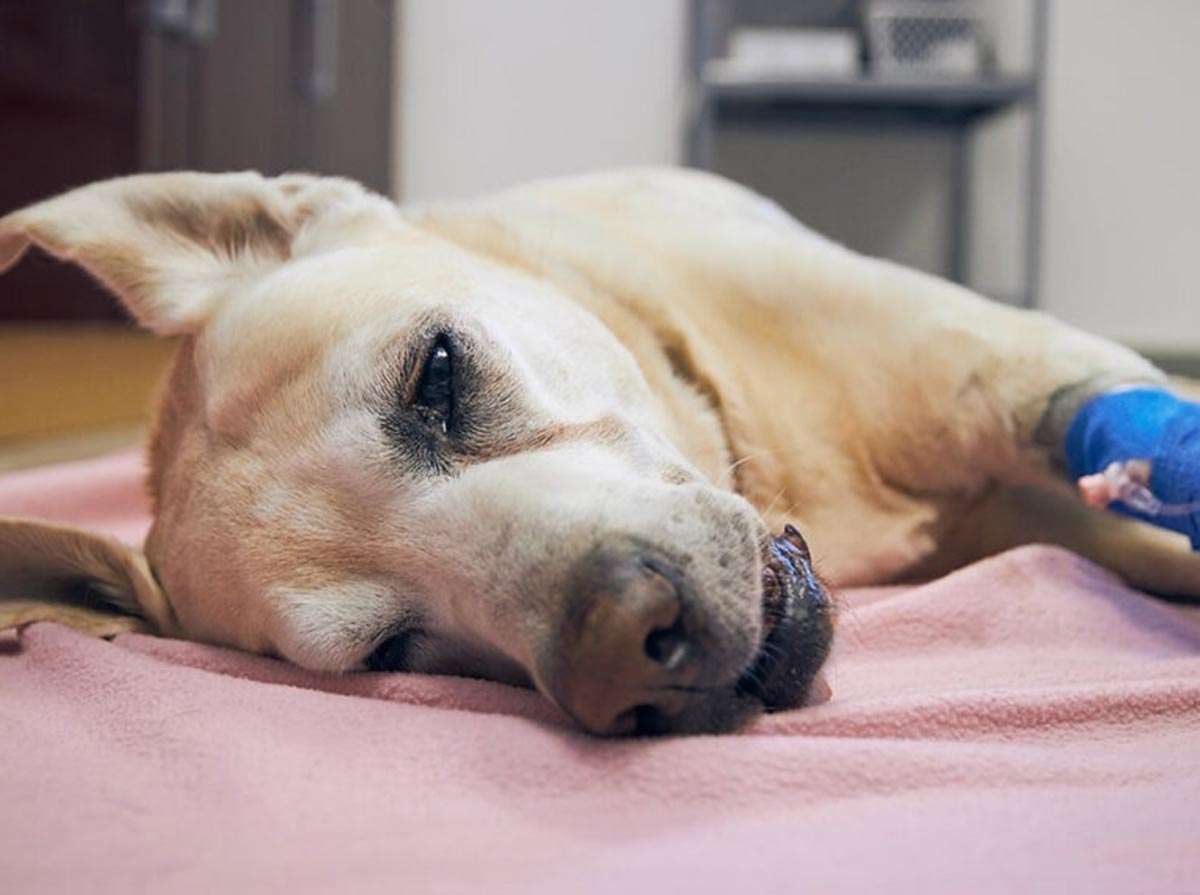 El cáncer también puede afectar a perros y gatos