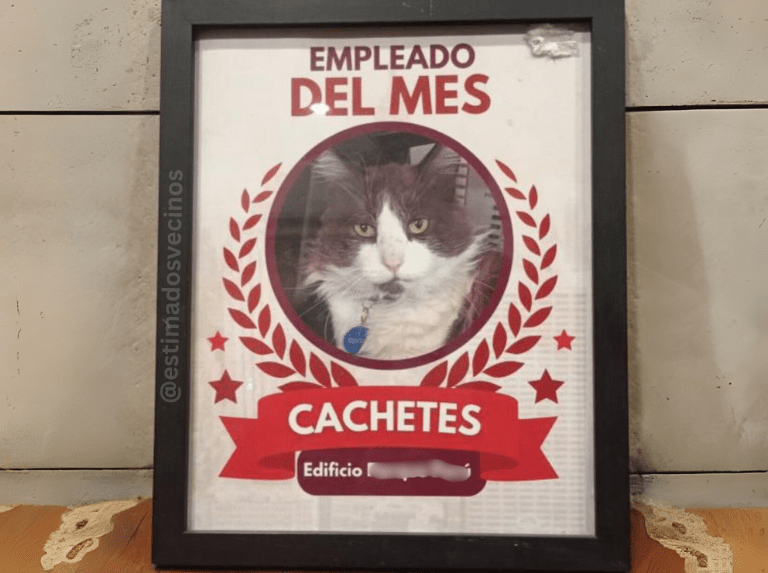 Cachetes, el gato comunitario que conquistó a un edificio entero