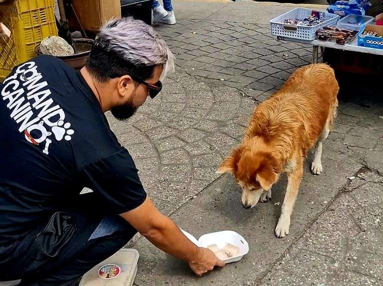 27 de julio: Día Internacional del Perro Callejero y crear conciencia