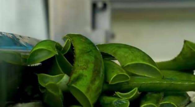 Planta Procesadora de Sábila de Caigua es un referente económico en Anzoátegui