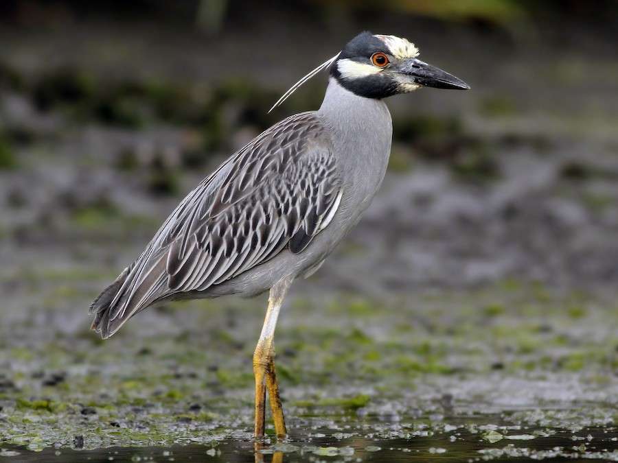 Avistan en La Sabana nueva especie de garza