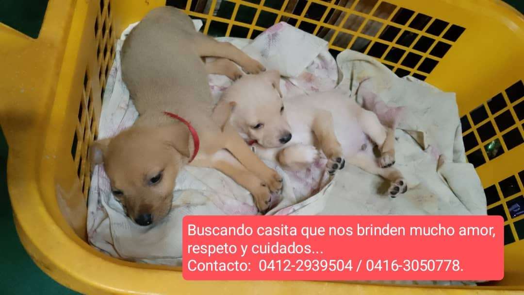 Cartelera de adopciones