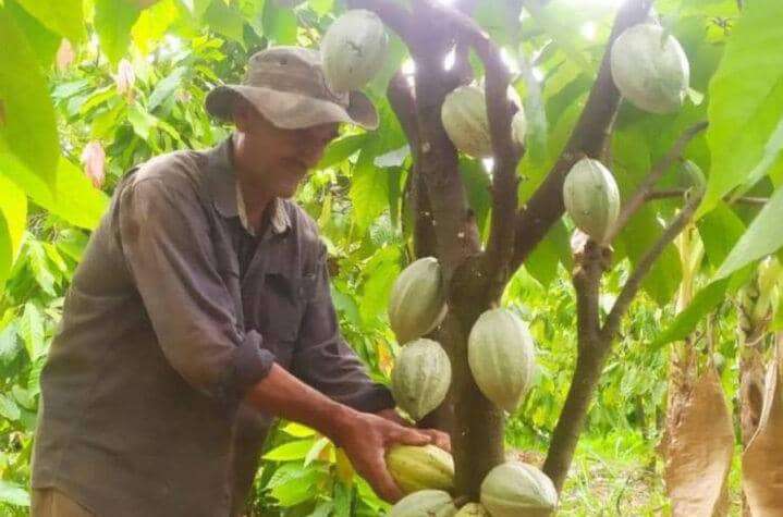 Fortalecen producción de cacao en Barinas con prácticas agroecológicas