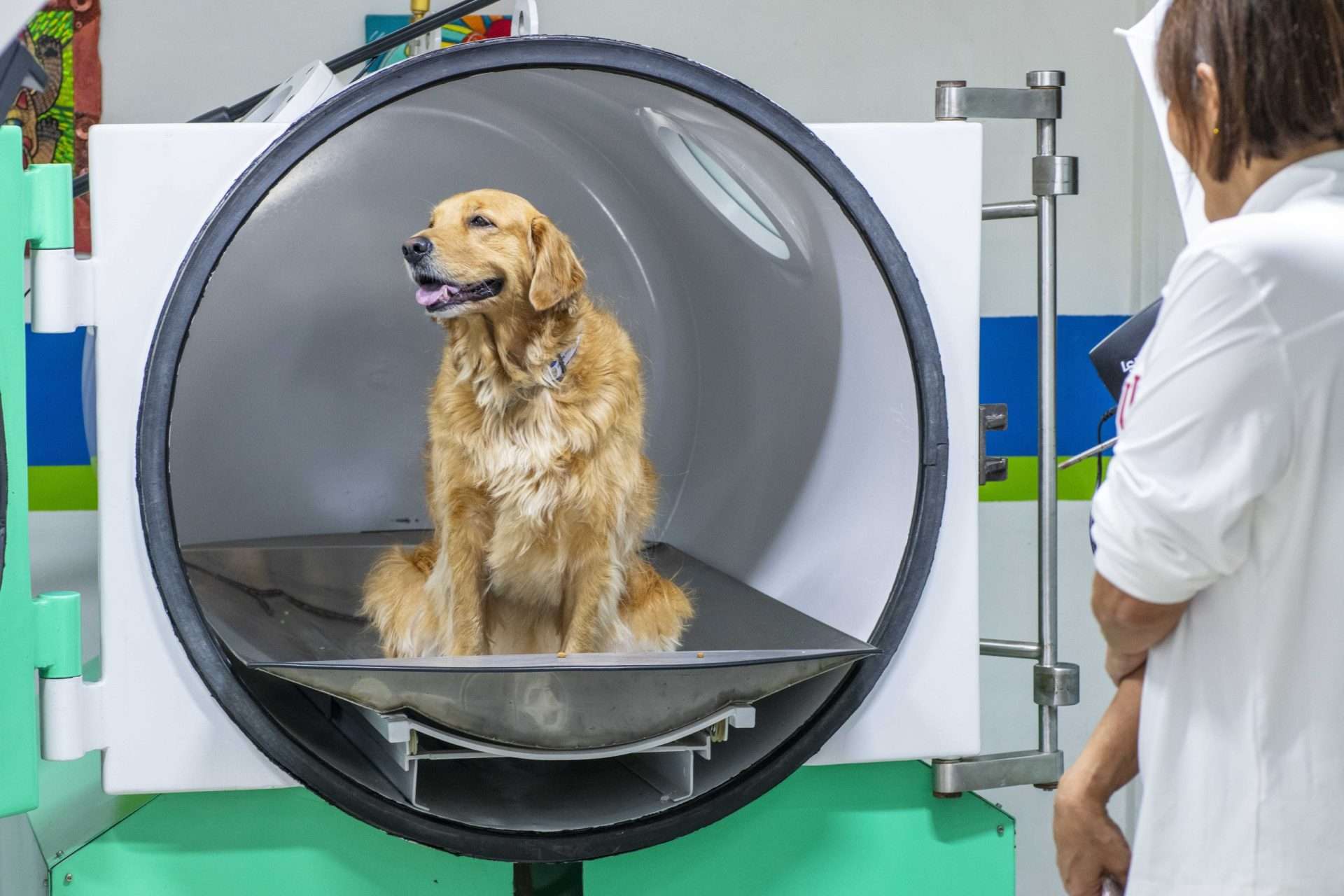 La oxigenoterapia hiperbárica en la veterinaria llega a Venezuela