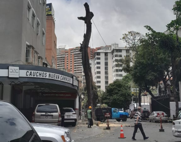 Vecinos de Los Chaguaramos protestan tala de un jabillo