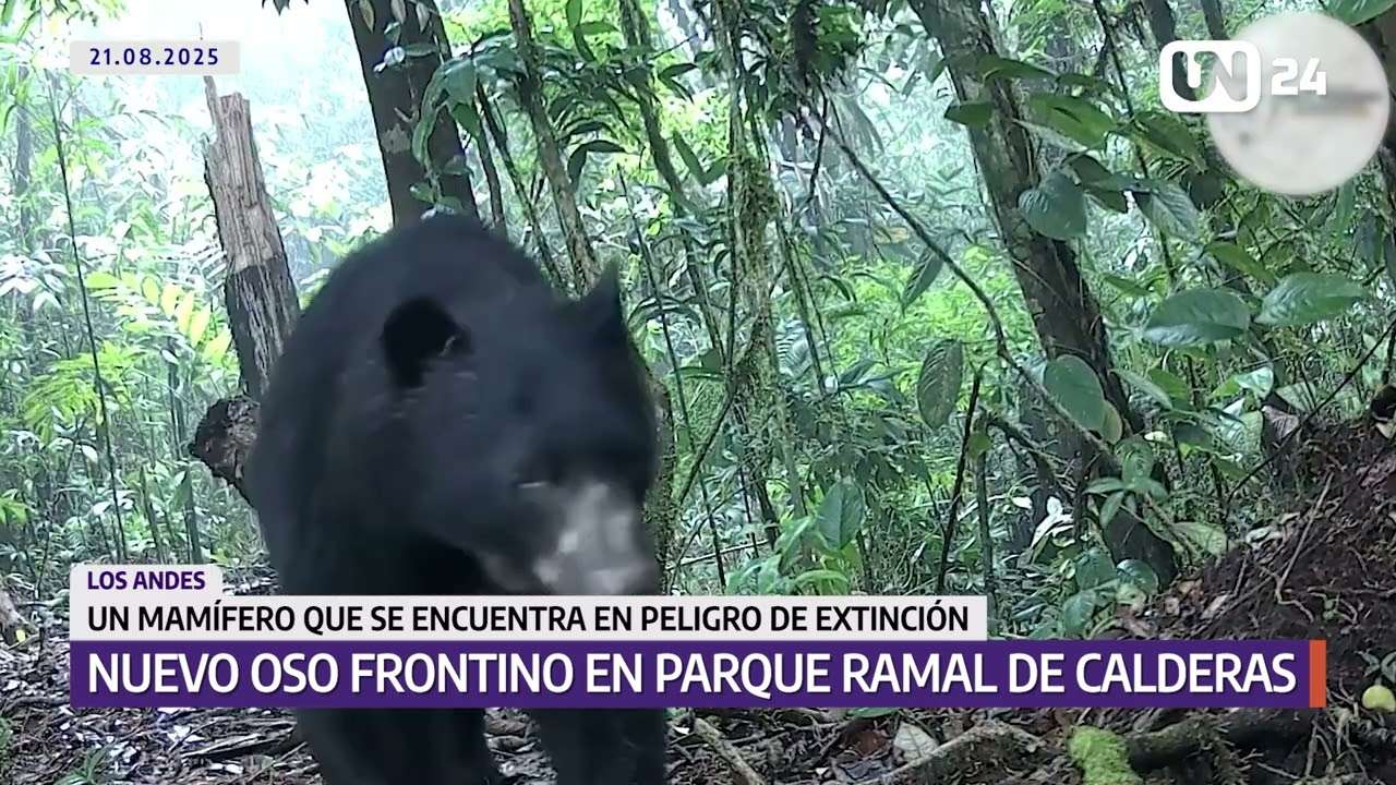 Avistan nuevo oso frontino en el parque Ramal de Calderas