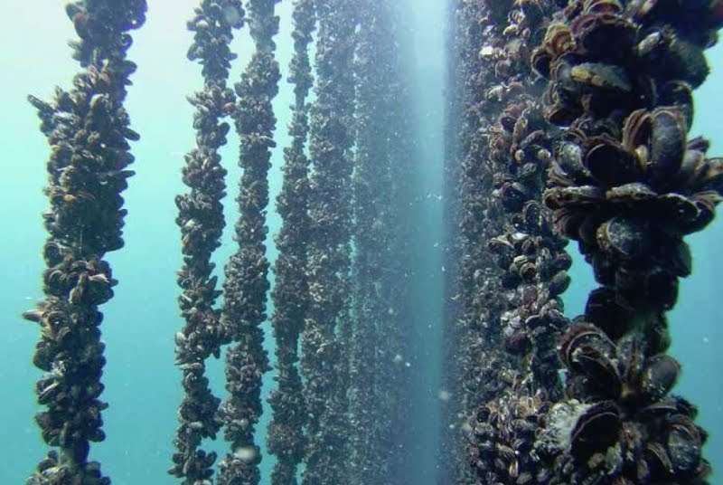 Ciencia con sello venezolano Mejillones: El oro debajo del mar