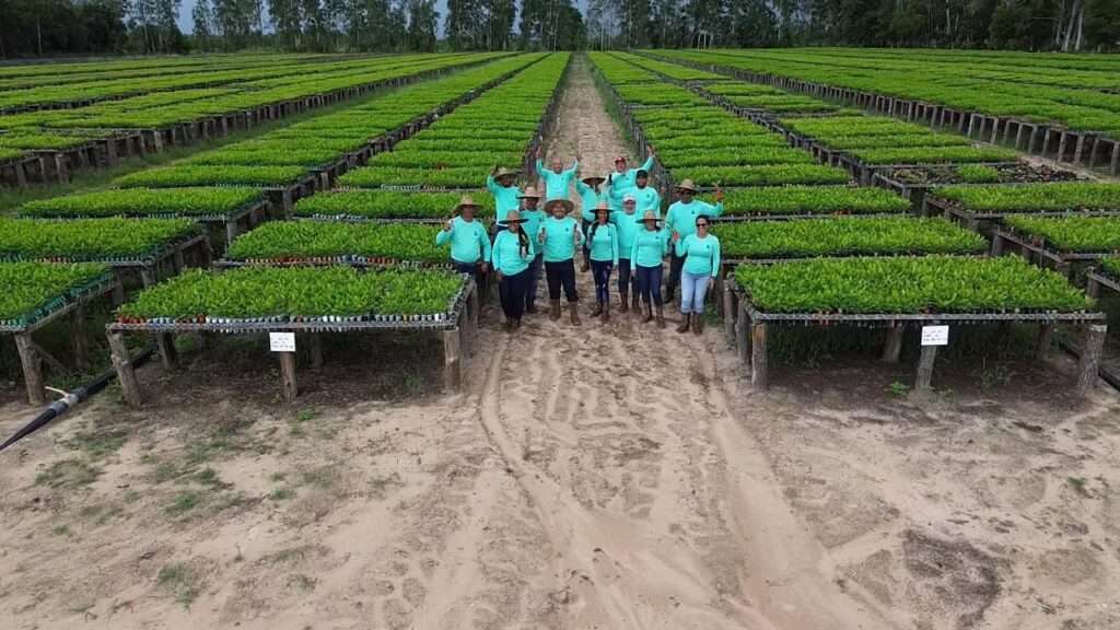 Maderas del Orinoco plantó más de 4 millones de plántulas de pino caribe