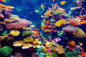 Arrecifes de coral en riesgo por el calentamiento global