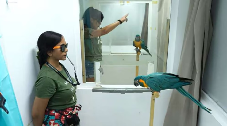 aprende por observación como los humanos