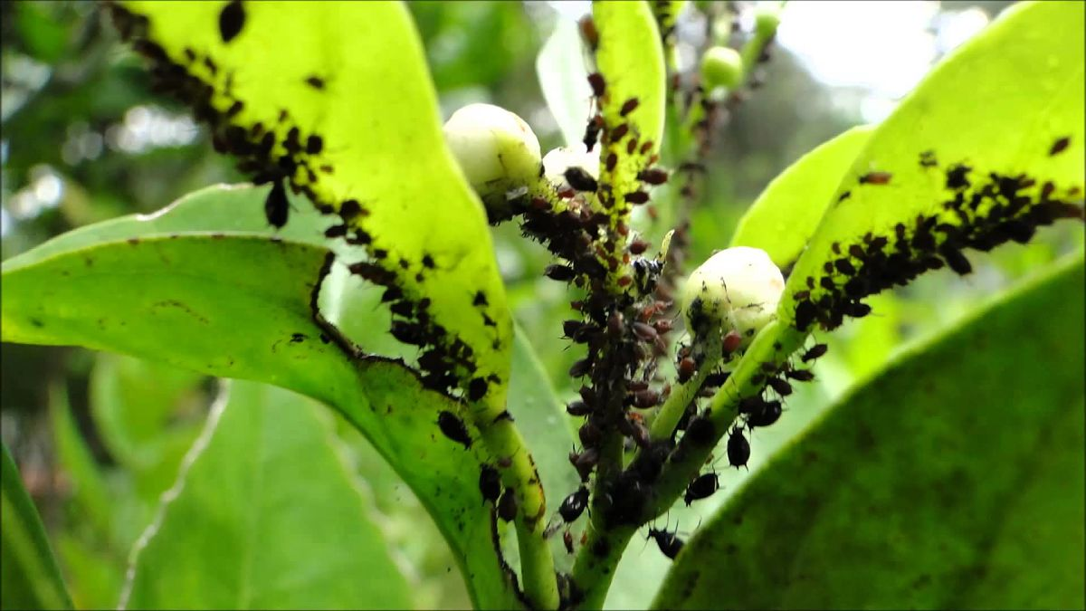Venezuela propone biocontrolador ecológico para Latinoamérica y el Caribe