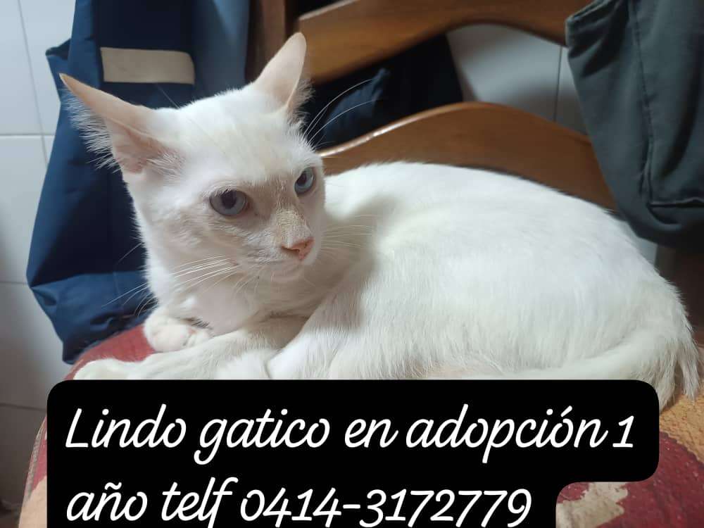 Cartelera de adopciones - Últimas Noticias