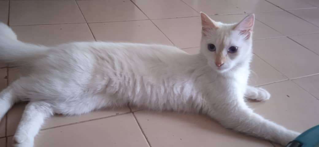 spot_img