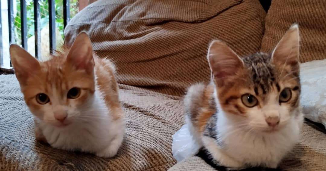 Cartelera de adopciones - Últimas Noticias