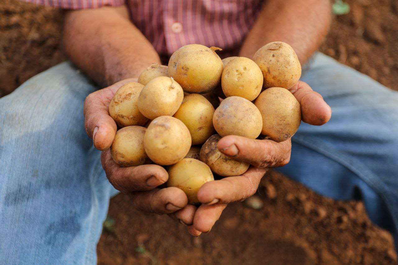 Con sello venezolano: Papa venezolana, sabor y tradición