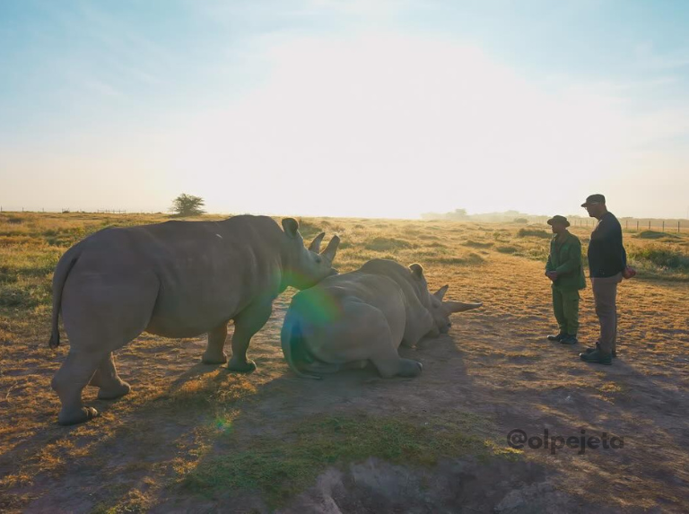 Rinocerontes blancos: entre la esperanza y la amenaza de desaparecer