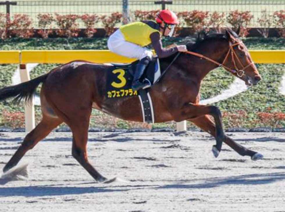 American Pharoah será llevado a servir a Japón