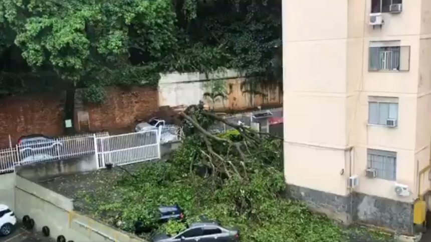 Árbol cayó sobre varios vehículos en El Marqués tras fuertes lluvias este domingo