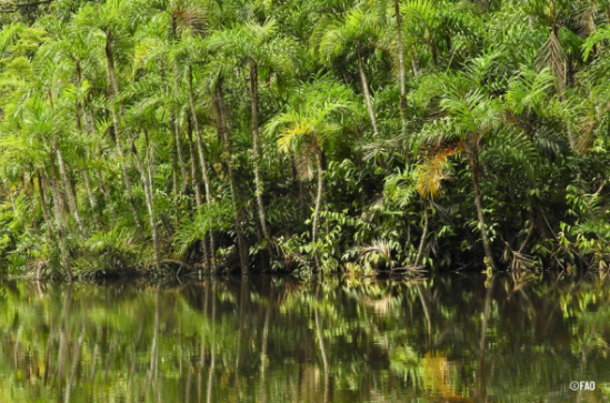 La deforestación mundial se desacelera, pero los bosques siguen bajo presión
