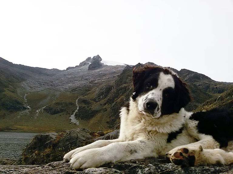 Caninos Mucuchíes a un paso de ser registrados como raza internacional