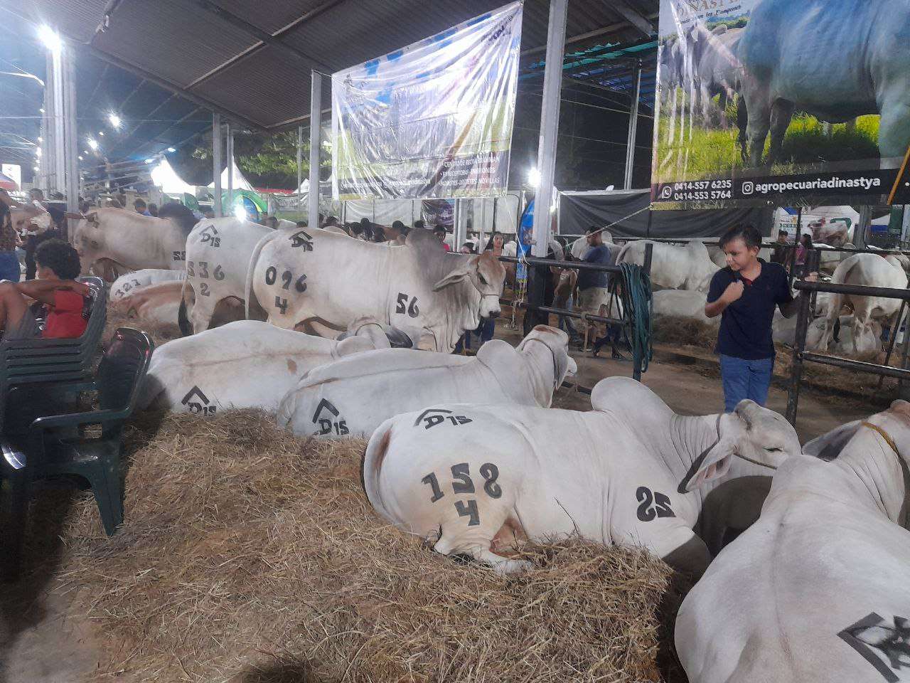 Más de un millón de reses vacunadas contra la fiebre aftosa en Barinas