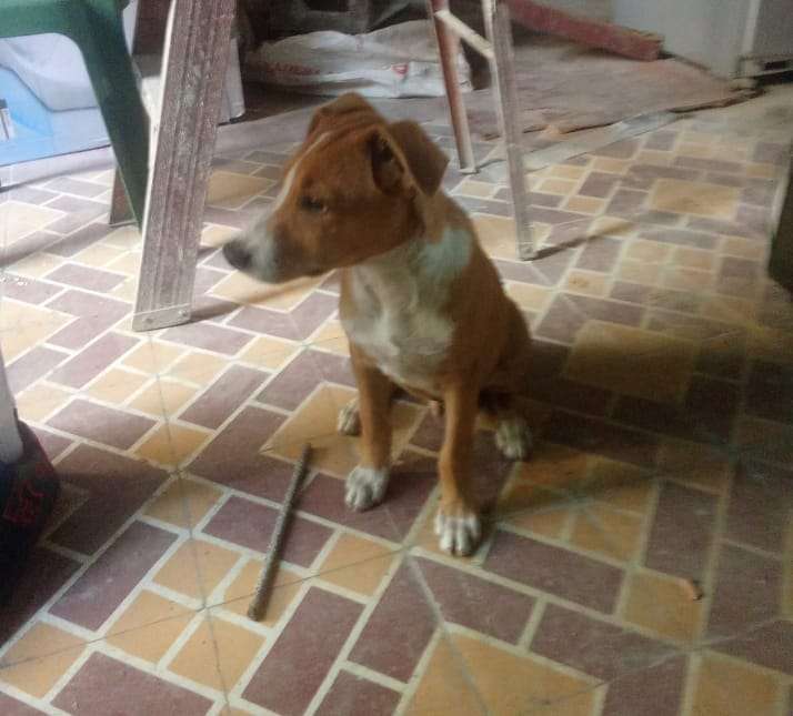 📌Cartelera de adopciones