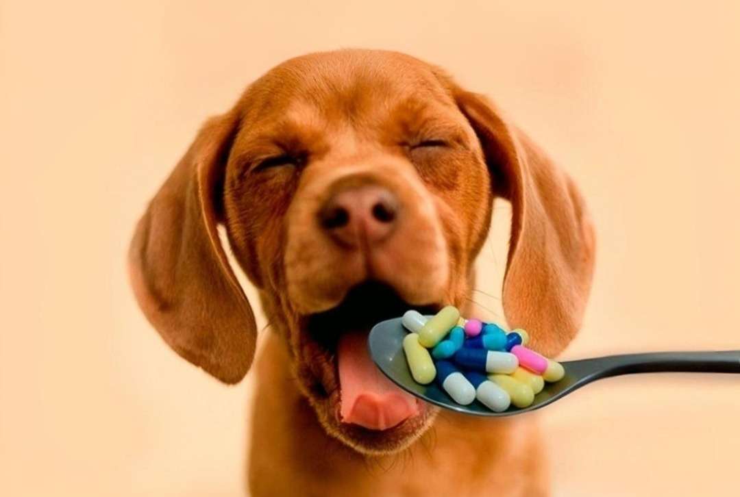 Prueban otro fármaco para alargar la vida de los canes