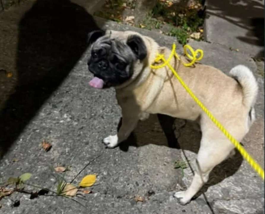 Cartelera de adopciones