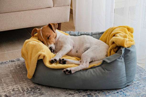 Perros piensan en sus problemas por la noche