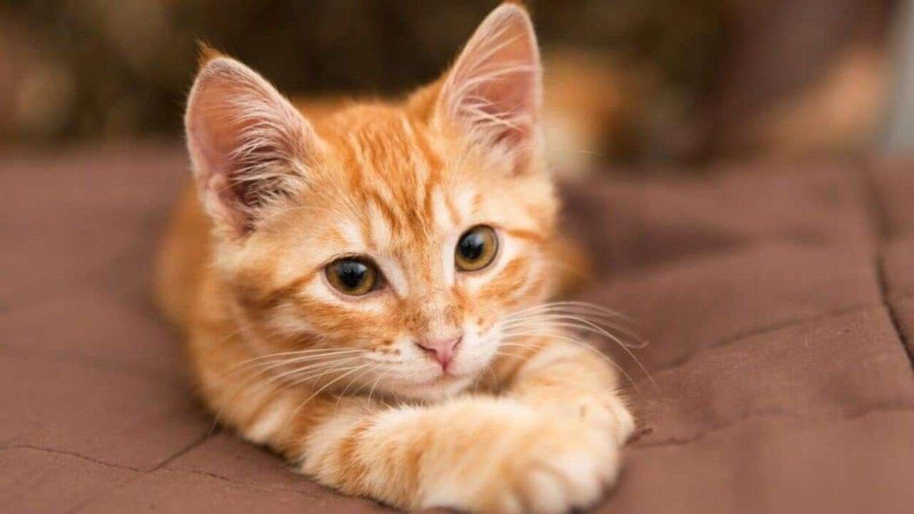 Parpadeo lento transmite seguridad a un gato