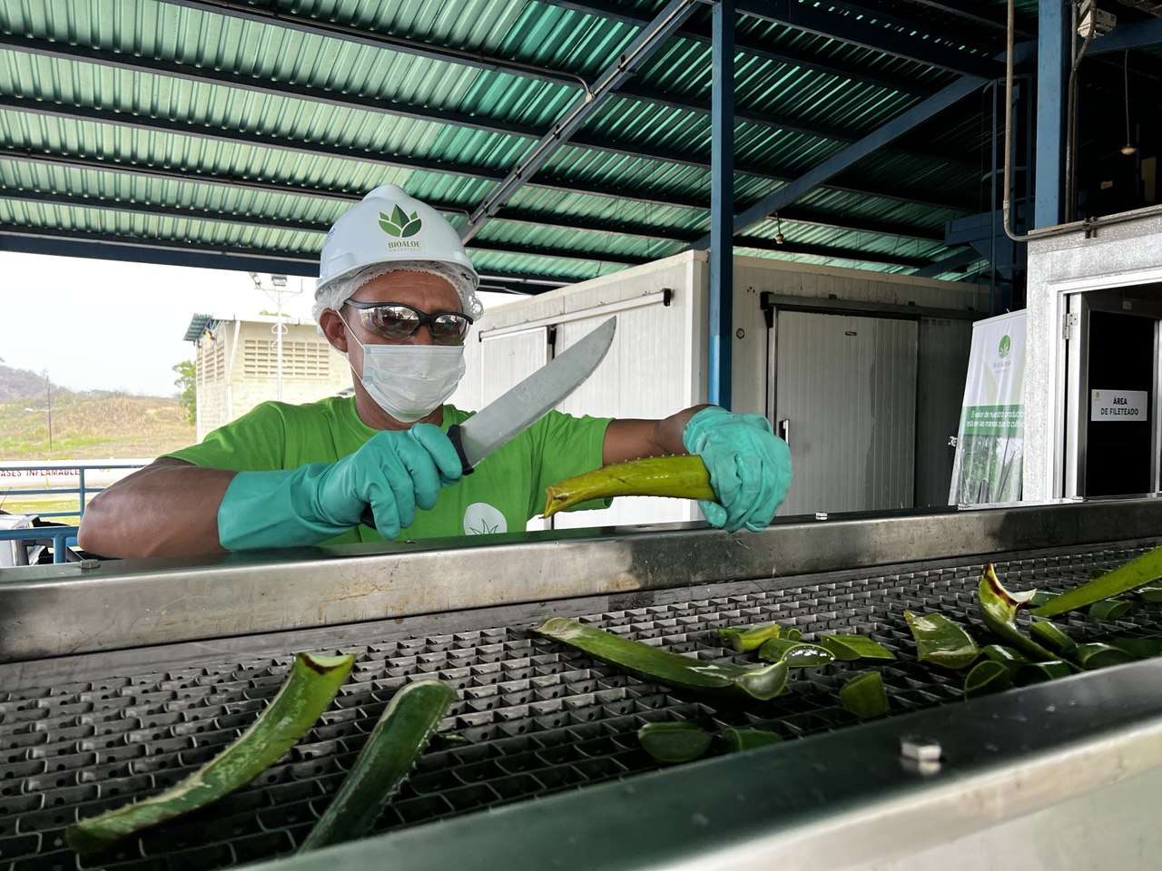 Activada planta procesadora de sábila en Caigua