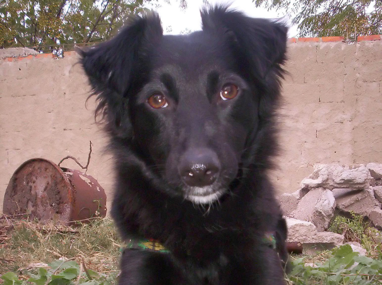 Un perro abandonado, atropellado y un cambio de planes