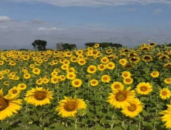 Portuguesa se prepara para la Feria del Girasol 2026