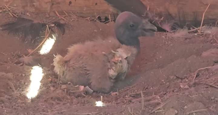 Polluelo de cóndor andino nació en cautiverio en Mérida