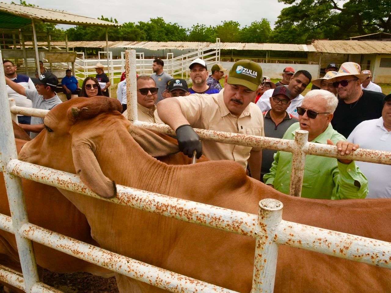 Segundo ciclo de vacunación contra fiebre aftosa aplicará 83 mil dosis en Zulia