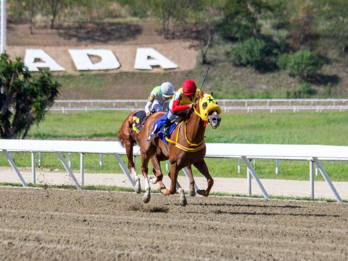 Reina Amada sorprendió a la favorita Tea Tree Bay