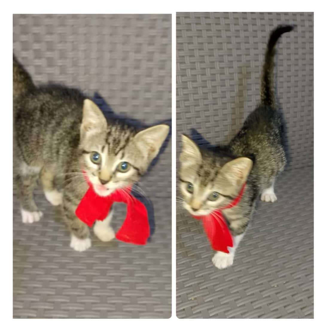 Cartelera de adopciones - Últimas Noticias