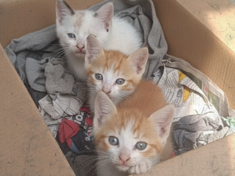 Las pulguitas: Gatitos de cajita que trajo mi hijo a casa